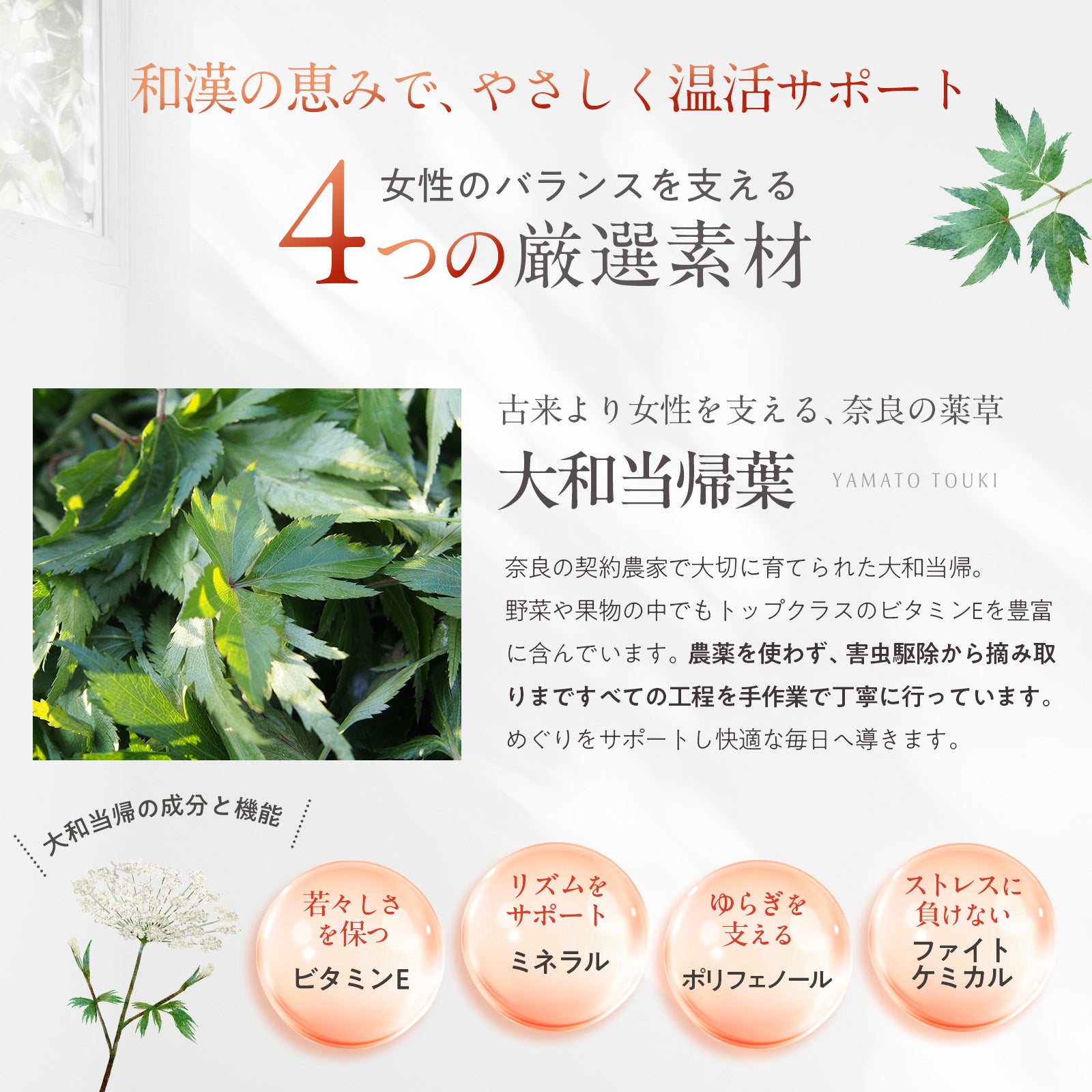 大和当帰サプリメント 60カプセル入り